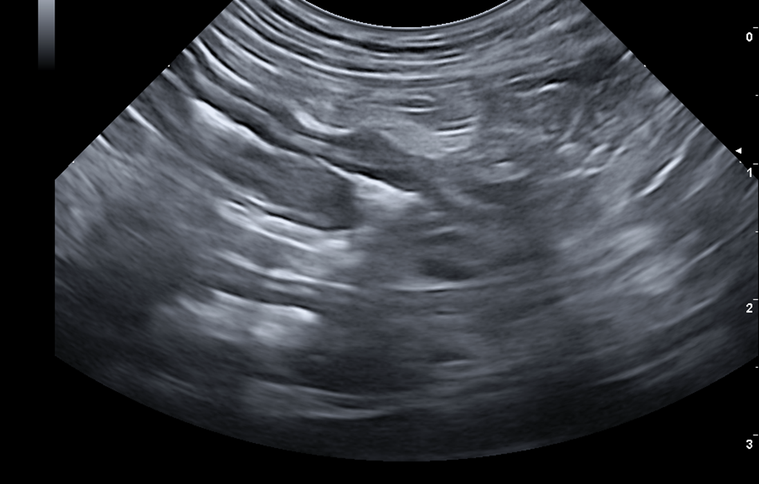 DIAGNÓSTICO ECOGRÁFICO DE PATOLOGÍAS INTESTINALES EN PEQUEÑOS ANIMALES